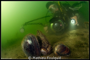 freshwater mussels by Mathieu Foulquié 
